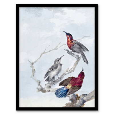 Artery8 Three Crimson Sunbirds Watercolour Schouman Framed Wall Art Print 12X16" from B&Q