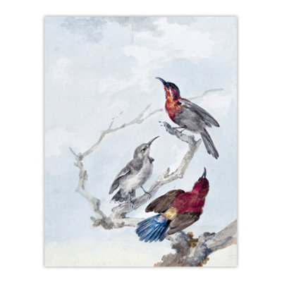 Artery8 Three Crimson Sunbirds Watercolour Schouman Wall Art Poster Print 12X16" from B&Q