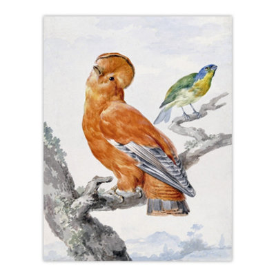 Artery8 Two Exotic Birds Watercolour Painting Schouman Wall Art Poster Print 12X16" from B&Q