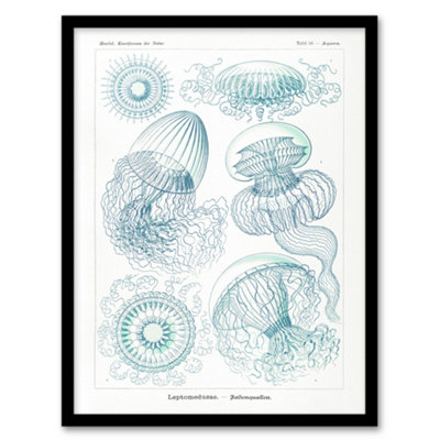Artery8 Aequoreidae Jellyfish Marine Life Species Haeckel Framed Wall Art Print 12X16" from B&Q