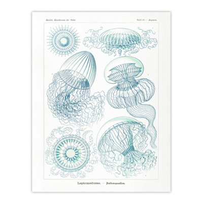 Artery8 Aequoreidae Jellyfish Marine Life Species Haeckel Wall Art Poster Print 12X16" from B&Q