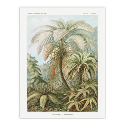 Artery8 Tropical Nature Filicinae Fern Plants Haeckel Wall Art Poster Print 12X16" from B&Q