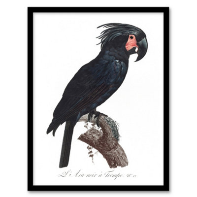 Artery8 Black Palm Cockatoo Parrot Levaillant Framed Wall Art Print 12X16" from B&Q
