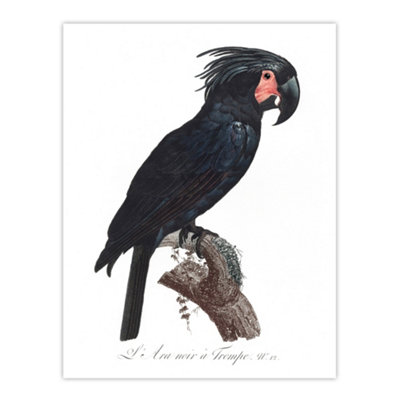 Artery8 Black Palm Cockatoo Parrot Levaillant Wall Art Poster Print 12X16" from B&Q