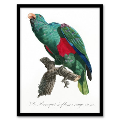 Artery8 Eclectus Roratus Parrot Francois Levaillant Framed Wall Art Print 12X16" from B&Q