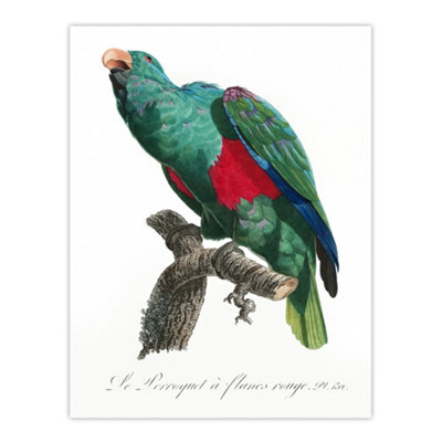 Artery8 Eclectus Roratus Parrot Francois Levaillant Wall Art Poster Print 12X16" from B&Q