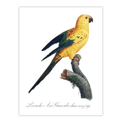 Artery8 Female Sun Parakeet Bird Francois Levaillant Wall Art Poster Print 12X16"