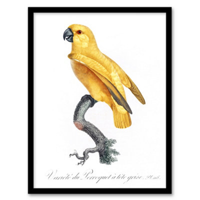 Artery8 Lutino Senegal Parrot Francois Levaillant Framed Wall Art Print 12X16"