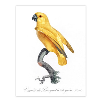Artery8 Lutino Senegal Parrot Francois Levaillant Wall Art Poster Print 12X16"