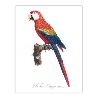 Artery8 Scarlet Macaw Parrot Francois Levaillant Wall Art Poster Print 12X16" from B&Q