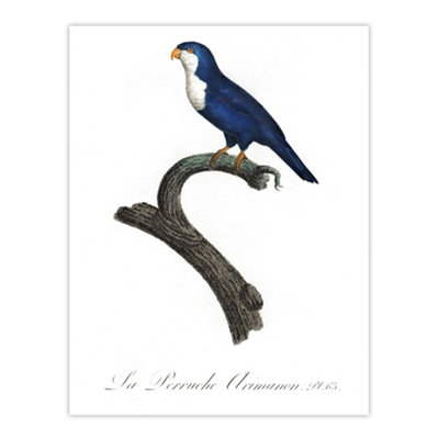 Artery8 The Arimanon Parakeet Parrot Levaillant Wall Art Poster Print 12X16"