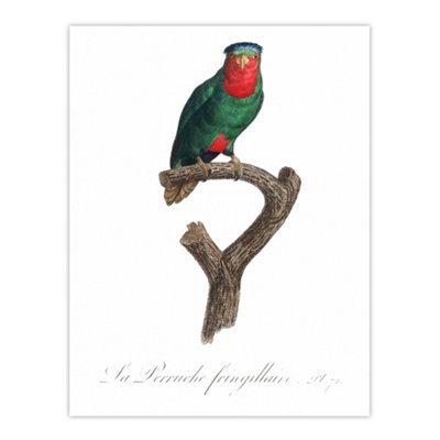 Artery8 The Blue Crowned Lorikeet Parrot Levaillant Wall Art Poster Print 12X16"