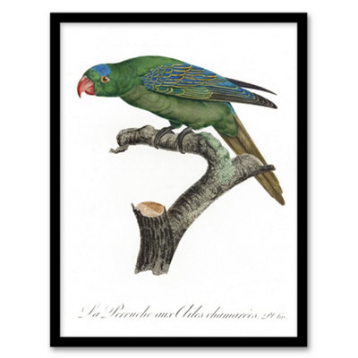 Artery8 The Blue Naped Parrot Francois Levaillant Framed Wall Art Print 12X16"