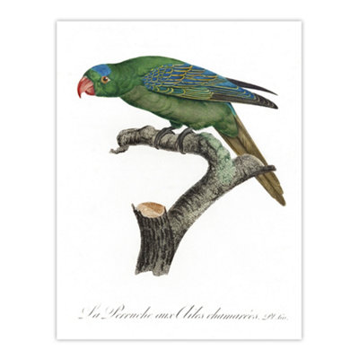 Artery8 The Blue Naped Parrot Francois Levaillant Wall Art Poster Print 12X16"