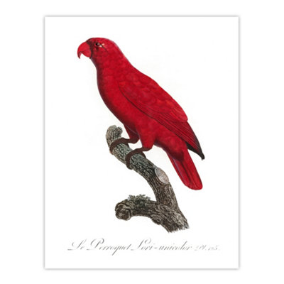 Artery8 The Cardinal Lory Parrot Francois Levaillant Wall Art Poster Print 12X16" from B&Q