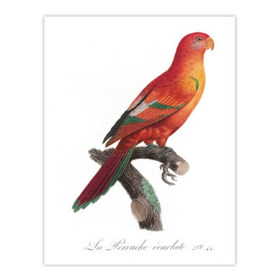 Artery8 The Crimson Shining Parrot Levaillant Wall Art Poster Print 12X16"