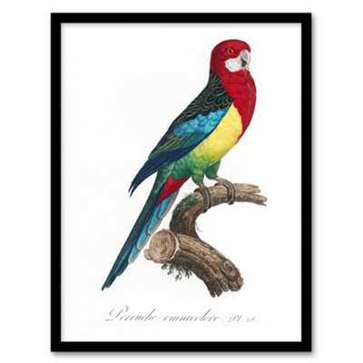 Artery8 The Eastern Rosella Parrot Levaillant Framed Wall Art Print 12X16" from B&Q