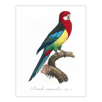 Artery8 The Eastern Rosella Parrot Levaillant Wall Art Poster Print 12X16" from B&Q