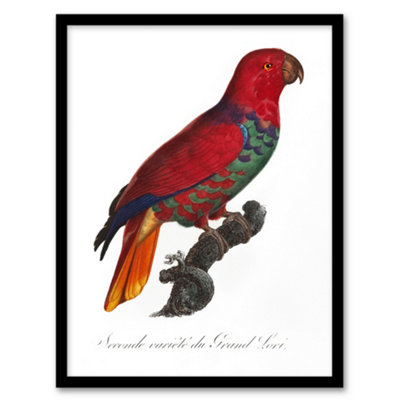 Artery8 The Eclectus Parrot Francois Levaillant Framed Wall Art Print 12X16" from B&Q