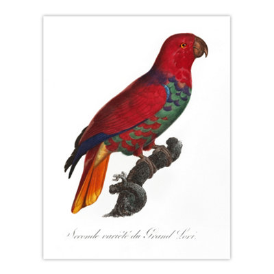 Artery8 The Eclectus Parrot Francois Levaillant Wall Art Poster Print 12X16" from B&Q