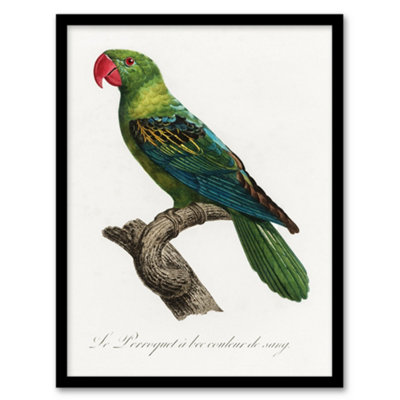 Artery8 The Great Billed Parrot Francois Levaillant Framed Wall Art Print 12X16" from B&Q