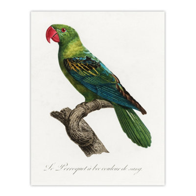 Artery8 The Great Billed Parrot Francois Levaillant Wall Art Poster Print 12X16" from B&Q