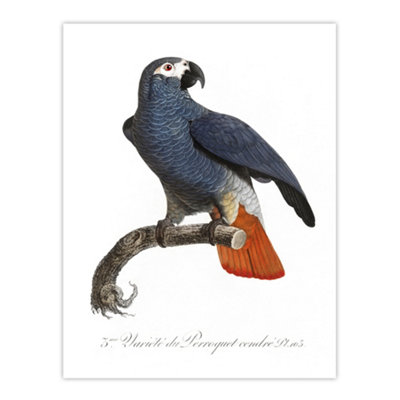 Artery8 The Grey Parrot Illustration Levaillant Wall Art Poster Print 12X16"