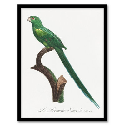 Artery8 The Long Tailed Parakeet Francois Levaillant Framed Wall Art Print 12X16"