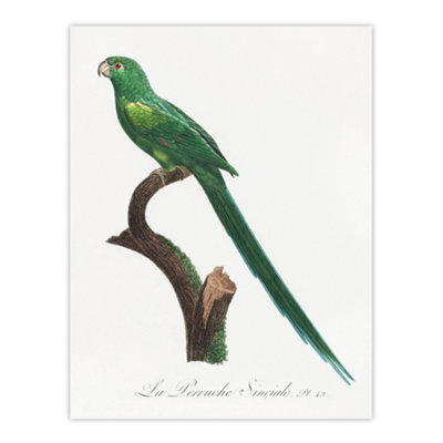 Artery8 The Long Tailed Parakeet Francois Levaillant Wall Art Poster Print 12X16"