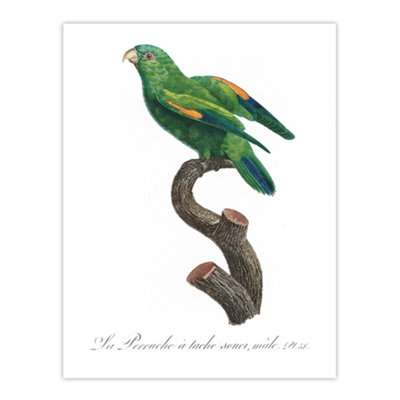 Artery8 The Marigold Lorikeet Parrot Levaillant Wall Art Poster Print 12X16"