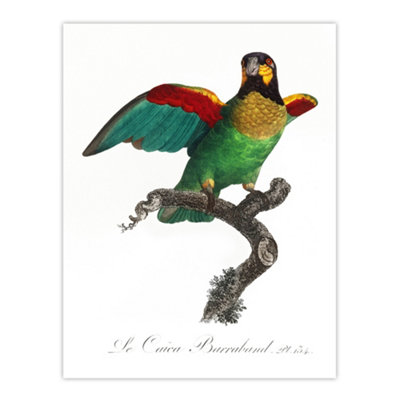 Artery8 The Orange Cheeked Parrot Levaillant Wall Art Poster Print 12X16" from B&Q