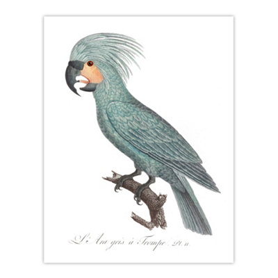Artery8 The Palm Cockatoo Parrot Francois Levaillant Wall Art Poster Print 12X16" from B&Q