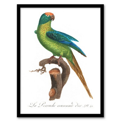 Artery8 The Peach Fronted Parakeet Levaillant Framed Wall Art Print 12X16"