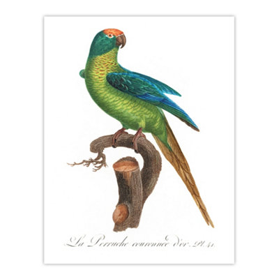 Artery8 The Peach Fronted Parakeet Levaillant Wall Art Poster Print 12X16"