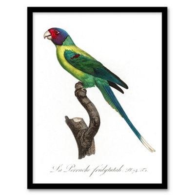 Artery8 The Plum Headed Parakeet Francois Levaillant Framed Wall Art Print 12X16"