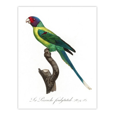 Artery8 The Plum Headed Parakeet Francois Levaillant Wall Art Poster Print 12X16"