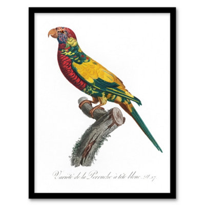 Artery8 The Rainbow Lorikeet Parrot Levaillant Framed Wall Art Print 12X16" from B&Q
