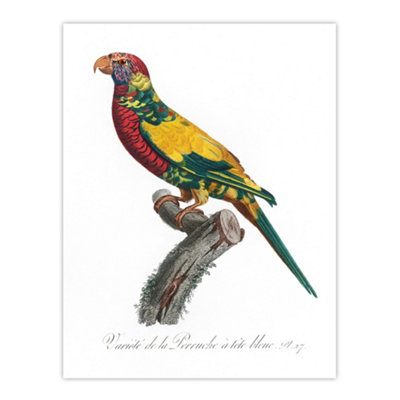 Artery8 The Rainbow Lorikeet Parrot Levaillant Wall Art Poster Print 12X16" from B&Q