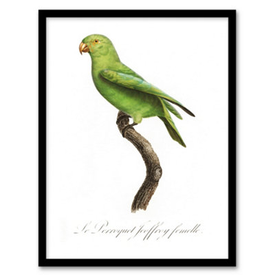 Artery8 The Red Cheeked Parakeet Francois Levaillant Framed Wall Art Print 12X16"