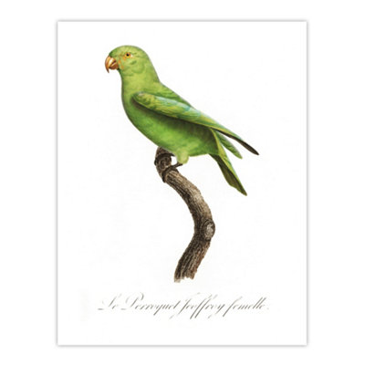 Artery8 The Red Cheeked Parakeet Francois Levaillant Wall Art Poster Print 12X16"