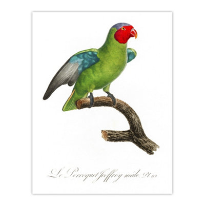 Artery8 The Red Cheeked Parrot Francois Levaillant Wall Art Poster Print 12X16" from B&Q