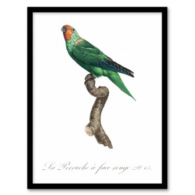 Artery8 The Red Faced Parrot Francois Levaillant Framed Wall Art Print 12X16" from B&Q