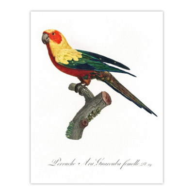 Artery8 The Sun Parakeet Parrot Francois Levaillant Wall Art Poster Print 12X16"
