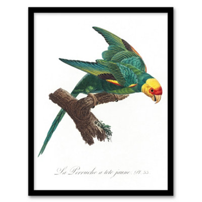 Artery8 The Yellow Crowned Parakeet Levaillant Framed Wall Art Print 12X16"