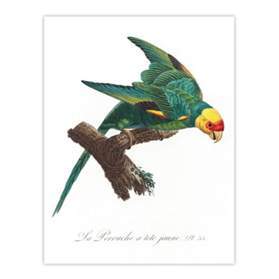 Artery8 The Yellow Crowned Parakeet Levaillant Wall Art Poster Print 12X16"
