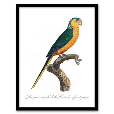 Artery8 The Yellow Fronted Parakeet Levaillant Framed Wall Art Print 12X16"