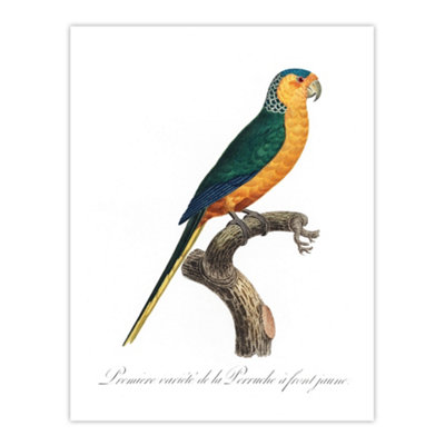 Artery8 The Yellow Fronted Parakeet Levaillant Wall Art Poster Print 12X16"