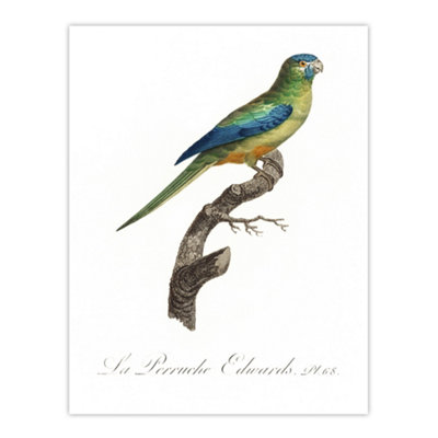 Artery8 Turquoise Ground Parakeet Levaillant Wall Art Poster Print 12X16"