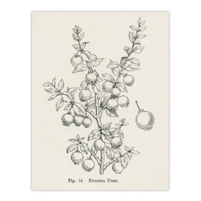 Artery8 Fruit Growers Guide Chilean Guava Wright Wall Art Poster Print 12X16" from B&Q