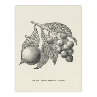 Artery8 Fruit Growers Guide Vintage Loquat Artwork Wright Wall Art Poster Print 12X16" from B&Q